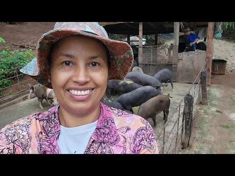 MORINGA, SE VOCÊ QUER ECONÔMIA E RESULTADOS ESSE É CAMINHO.