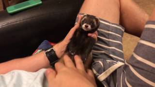 MY FERRETS| МОИ ХОРЬКИ Фифа и Фокси