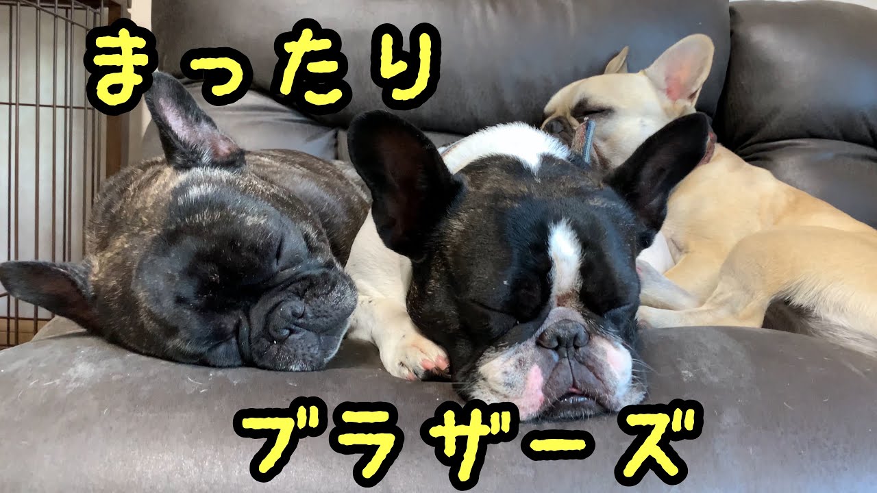 朝んぽ 寝起きまったりからのひんやりグッズ装着で行ってきます Youtube