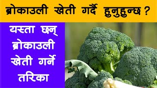 ब्रोकाउली खेती कसरी गर्ने ? || How to cultivate broccoli In Nepal || Broccoli Farming In Nepal