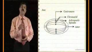 cell division-7.avi