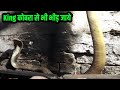 ऐसा कोबरा बर्षो के बाद देखने को मिला जो किंग कोबरा को भी देदे टककर|Very Dangerous, cobra Snake In CG