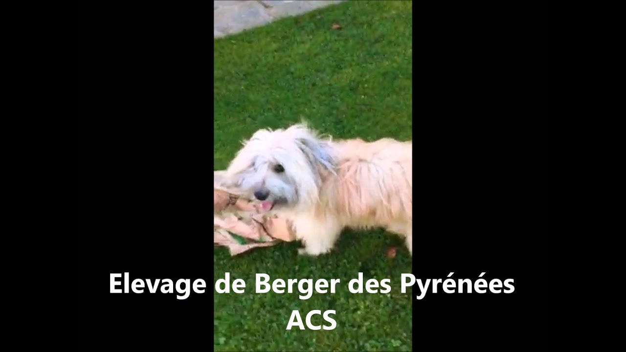 Elevage de petits chiens ACS