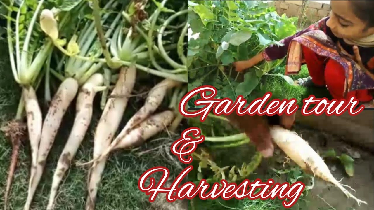 Winter garden tour and harvest // KF gardening - YouTube