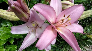 Gardendreams 2.7K - Best Of Summer In Germany 2020