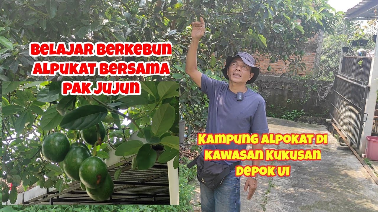 Kampung Alpokat di Depok | Belajar Berkebun Alpokat bersama pak Jujun,