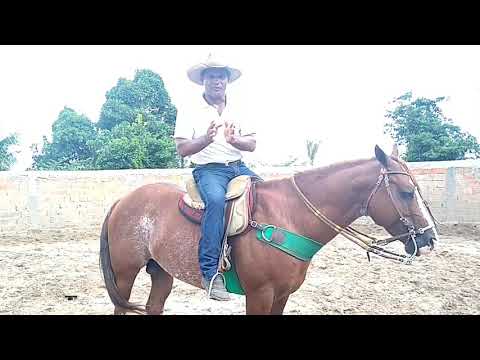 Vídeo: Balançar A Cabeça Em Cavalos