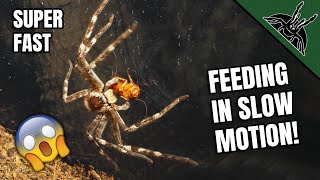 Slowing Down The HUNTSMAN SPIDER SPEED