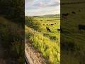 Gliding Through Green Paradise