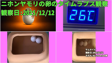 【Memorandum】 2025年12月12日 RPi-Cam-Web-Interfaceを用いたニホンヤモリの卵のTimelapse観察