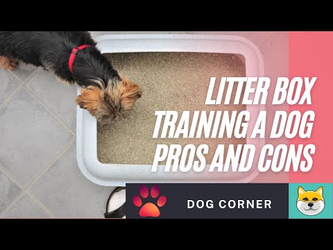 Vidéo: Paper Training ou Litter Training pour chiens