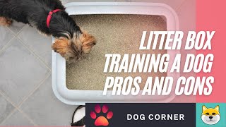 Litter Box Training A Dog Pros And Cons