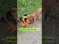 Un souvenir de vacances avec mes chiens 🐾✨