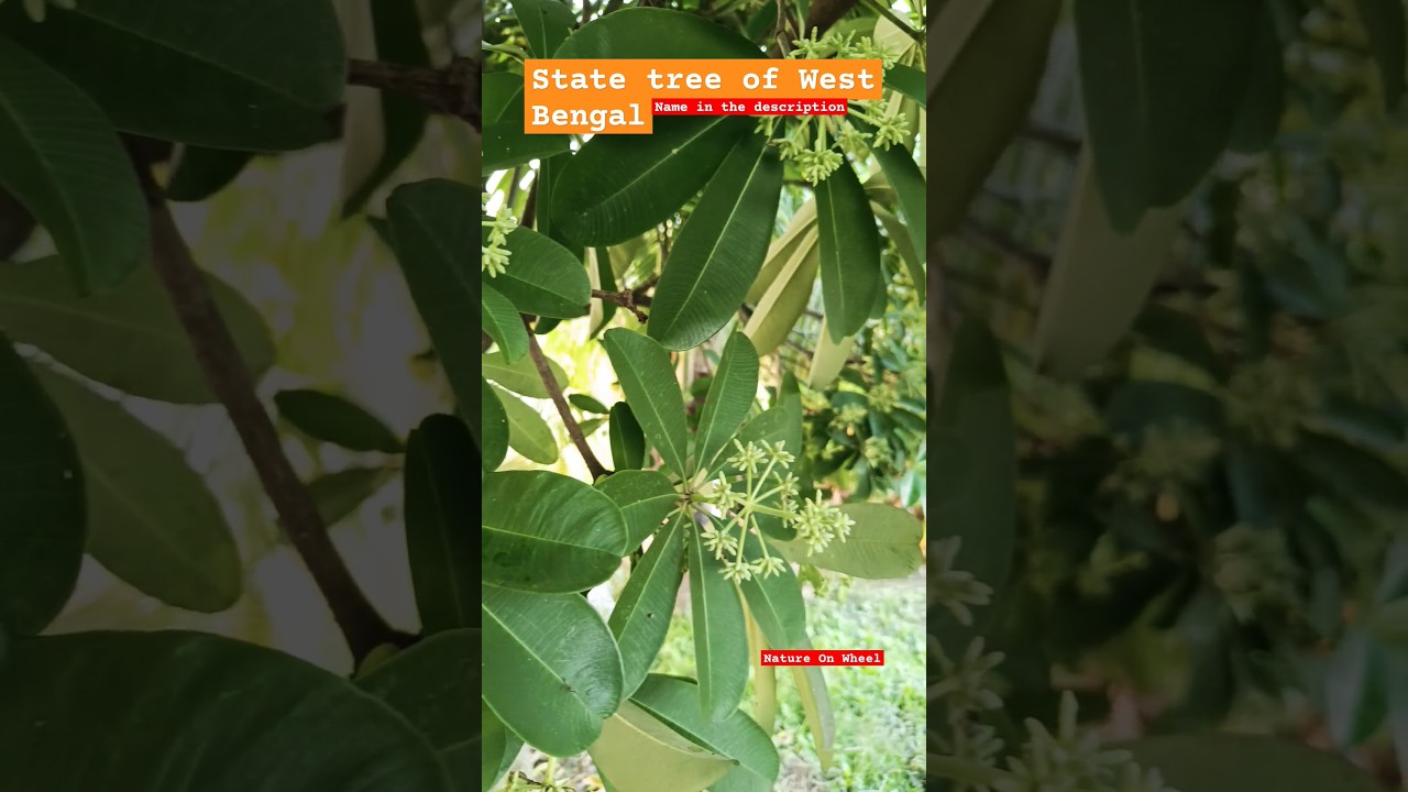 State tree 🌳 of West Bengal 