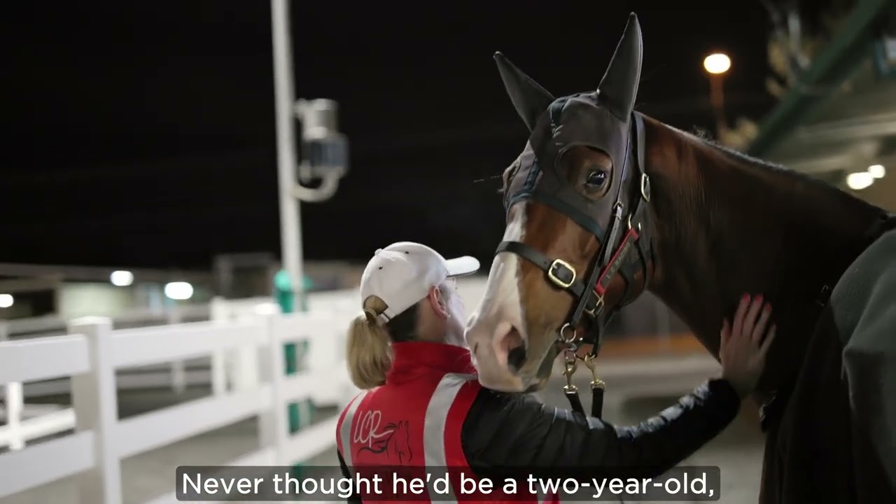 Борчард: немного бульдог, немного маменькин сынок!