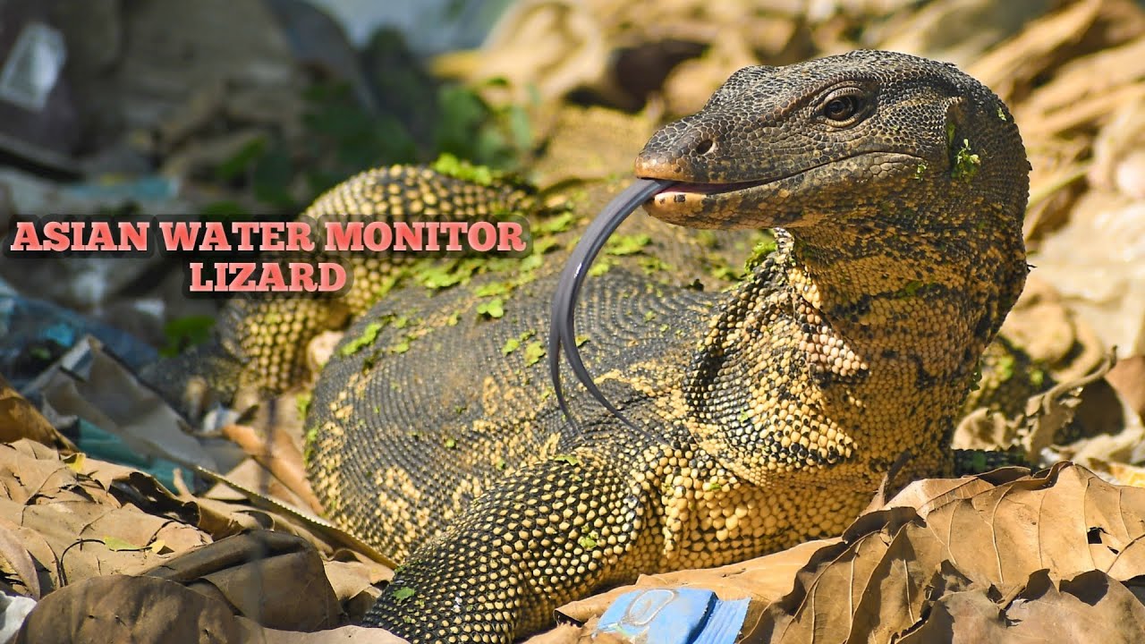 ASIAN WATER MONITOR LIZARD Monitor Lizard Indian asian-water-monitor-lizard-monitor-lizard-indian