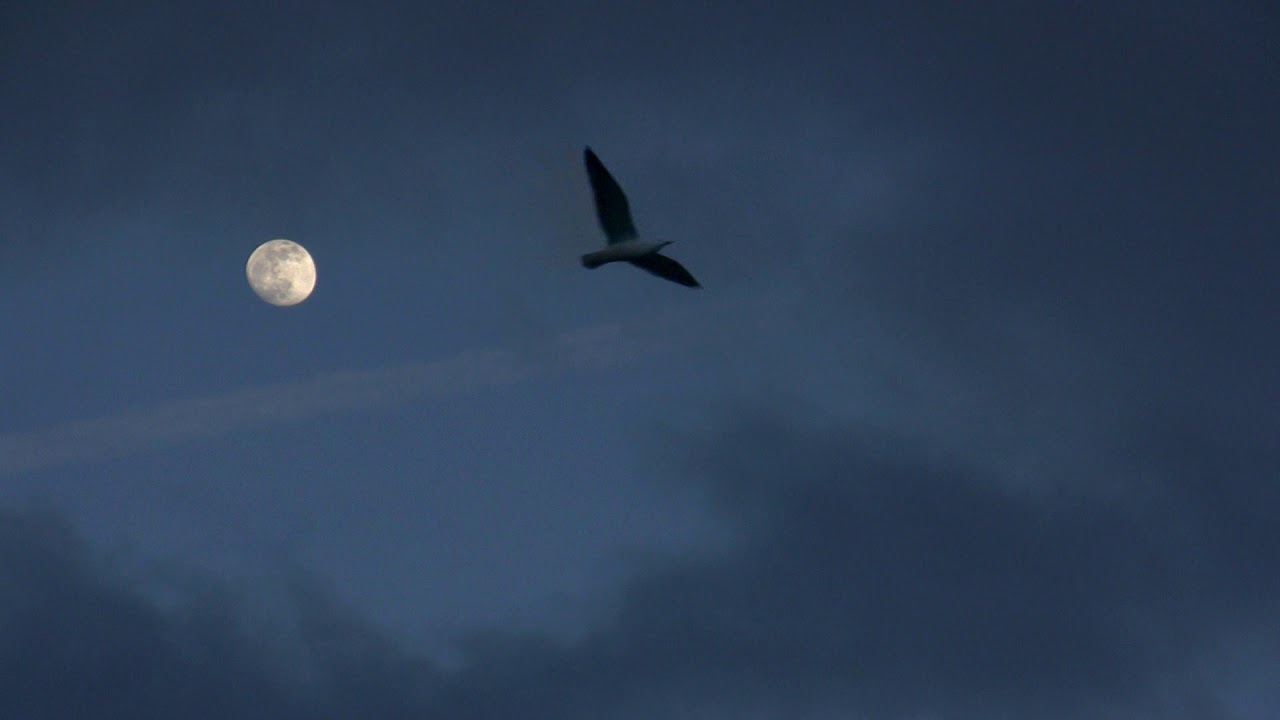 Flat Holm Documentry (Welsh Subtitles)