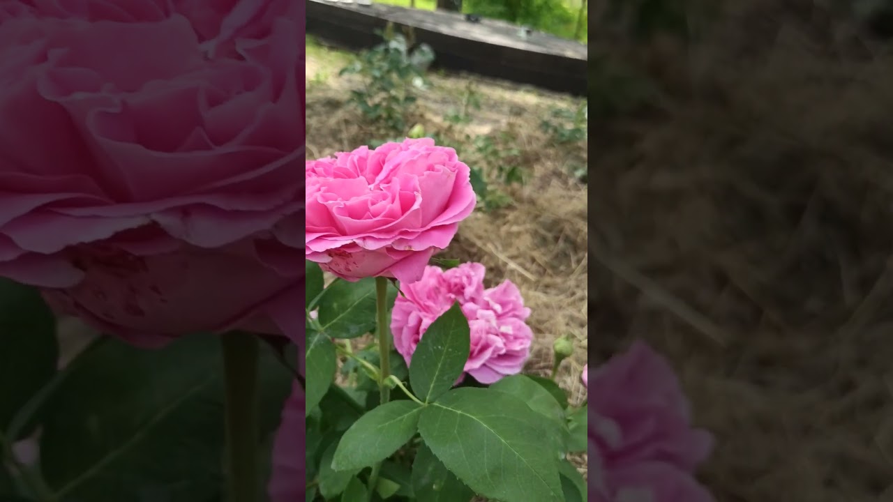 Троянда Поль Нейрон. Paul Neyron