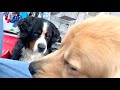 飼い主を亡くした老犬バーニーズがムッとしてる顔を初めて見ました
