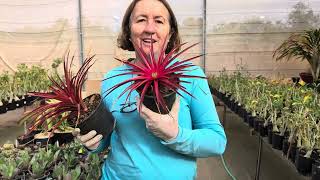 BROMÉLIA: BELEZA TROPICAL