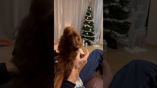 Irish Setter vs Cabbage #irishsetter #dogs