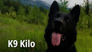 K-9 Kilo | HONOURABLE MENTION