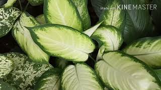 Dieffenbachia Tropic Marianne Dieffenbachie Mary Dieffenbachia Honey Dew Dieffenbachiacarina