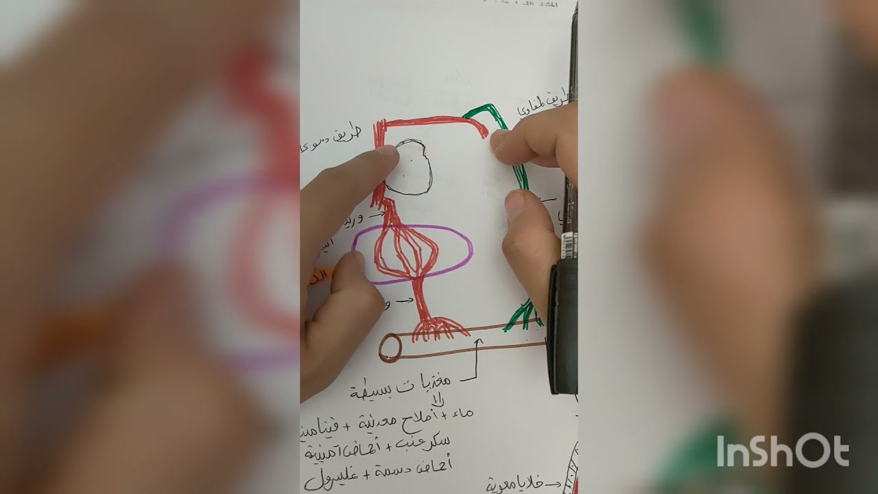 مراجعة شاملة لدرس الامتصاص المعوي و انتقال المغذيات و استعمالها..سنة رابعة متوسط