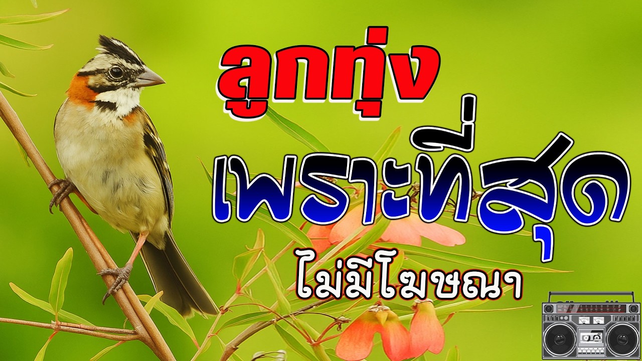 ลูกทุ่งสุดไพเราะ : ฟังต่อเนื่อง20เพลง 💗 เพลงลูกทุ่งฟังเพราะ 100% ไม่มีโฆษณา