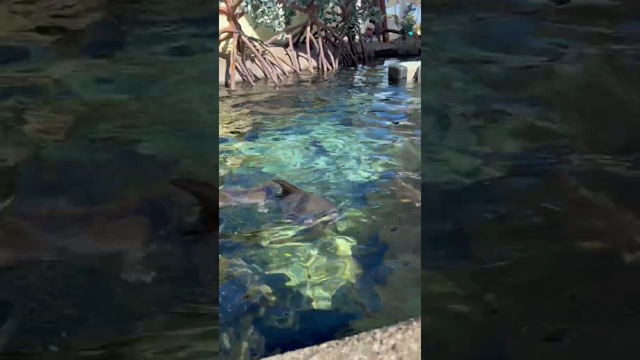 Эпическое кормление рыб в мангровом аквариуме.