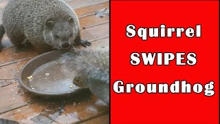 Squirrel takes a swipe at groundhog