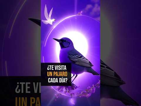 QUE SIGNIFICA QUE UN PAJARO TOQUE TU VENTANA CADA DIA El enigma del pájaro en casa: interpretando su significado
