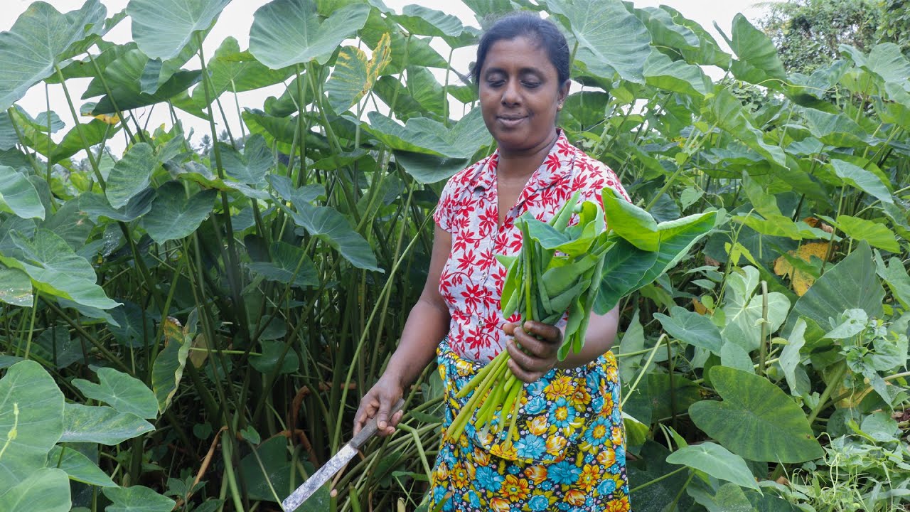 Snakehead  fish curry / Make taro leaf curry and Snakehead fish this way.  village kitchen recipe