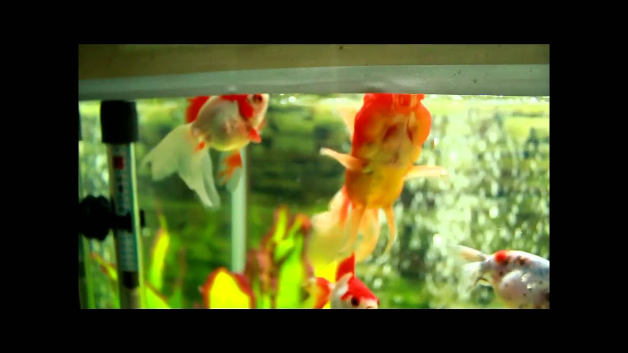 camera iphone 8 plus apk 10 and 40 gallon Fish tank