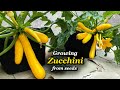 Growing zucchini from seed to harvest in grow bags