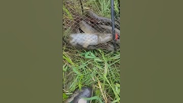 Đặt lờ cá lóc ngoài cánh đồng lúa và kết quả không ngờ dính nhiều cá #locacaitien #fishing #bắtcálóc