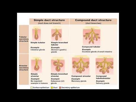 Chapter 4 - Lecture B Tissues Types of Glandular Epithelium