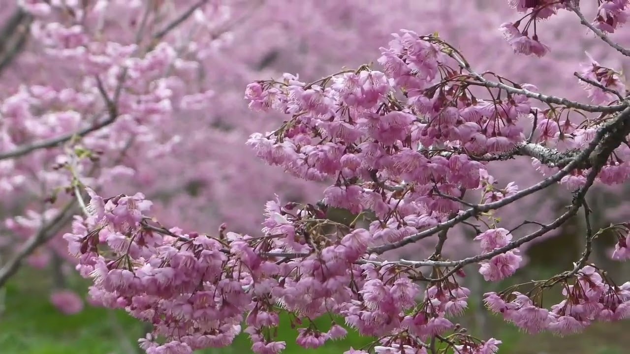 2026/03/02 福壽山千櫻園櫻花 07