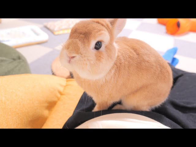 Reactions of rabbits after the emergency report [No.1296]. - YouTube