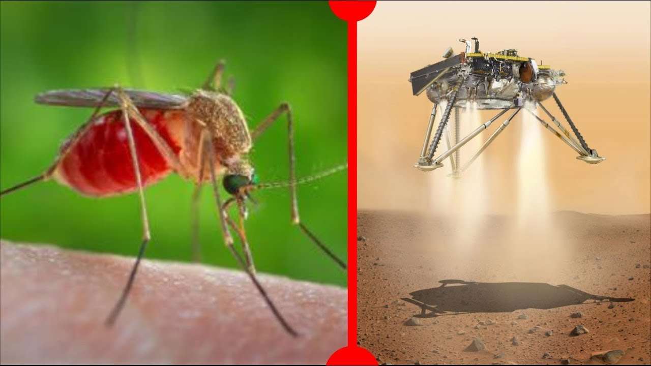 Landing of Mars Probe & Origin of Parasitic Insects - 7 Days of Science ...