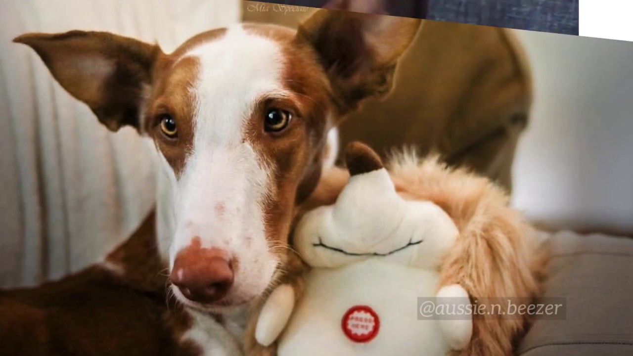 petco hours Meet Mr. Hedgie