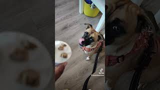 Drop a '🙋‍♀️' if your dog is actually the CFO of your house.​#DogMom #DivaDog #PetHumor #boxerdog