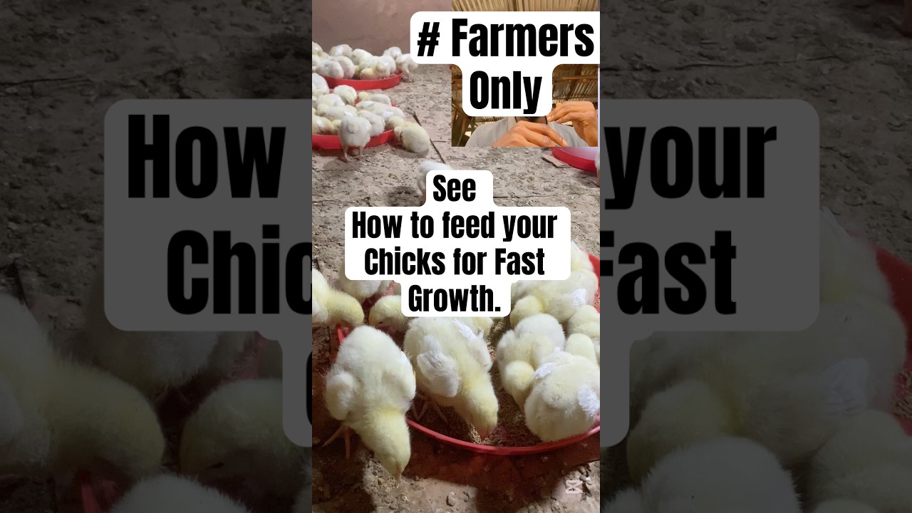🐥 Here’s How to Feed Your Day-Old Chicks for Fast Growth 🐥 