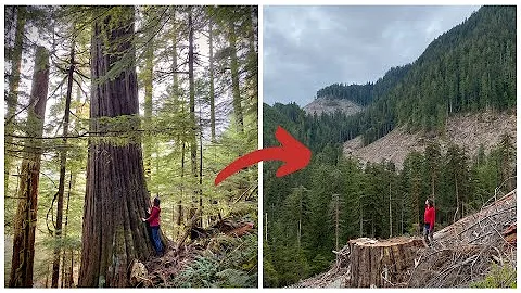 Old-growth logging continues in the BC government's deferral areas