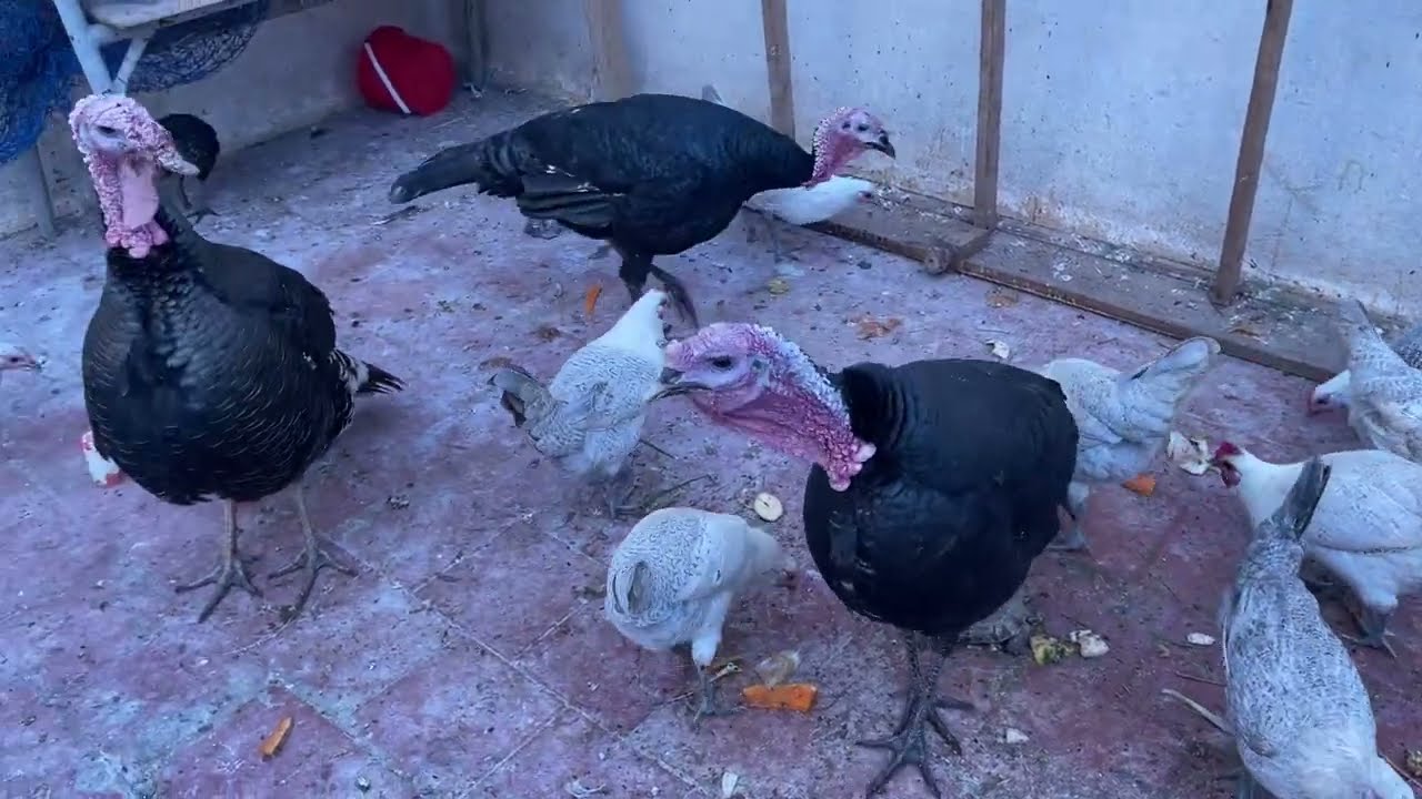 تربية الدجاج فوق سطح المنزل | جولة في السطح