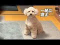 一緒に寝ようと訴えてくる大きいトイプードル【デカプー】【トイプードルのロアくん】【toy poodle】