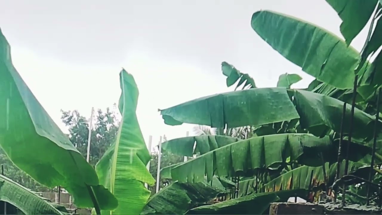 Sonido de llovizna suave sonido relajante para dormir tranquilo 💤😴 