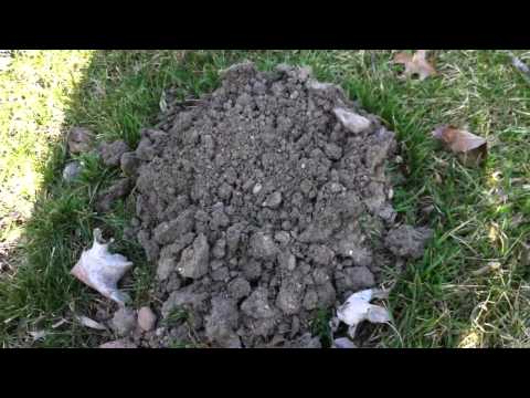 Mole Trapping Made Easy (the Mole Mound)