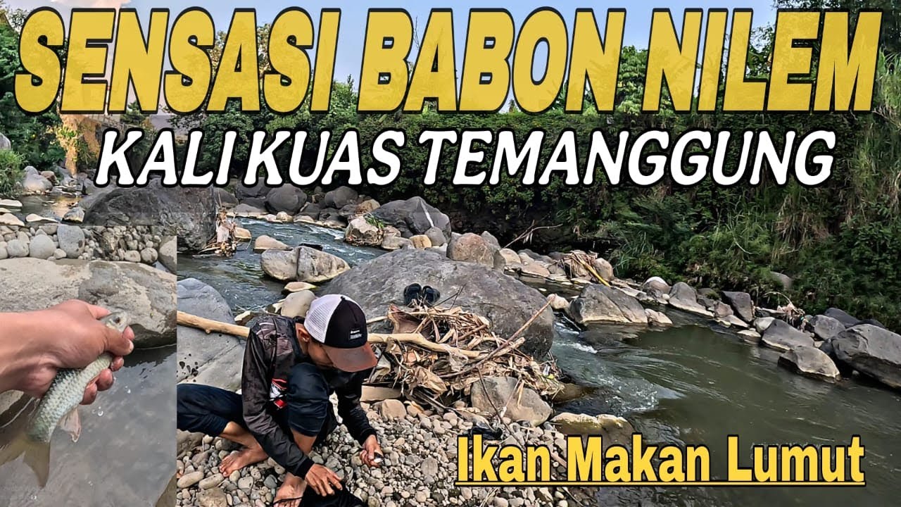 Sensasi Nutul Melem Di Kali Kuas ... ‼️Berotannya Mantap Jiwa 🤩🤩