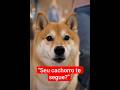 “Seu cachorro faz isso e você nem percebe” #pets #cachorro #viral